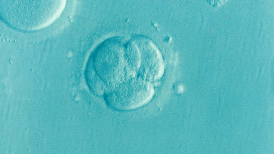embarazo semana 3