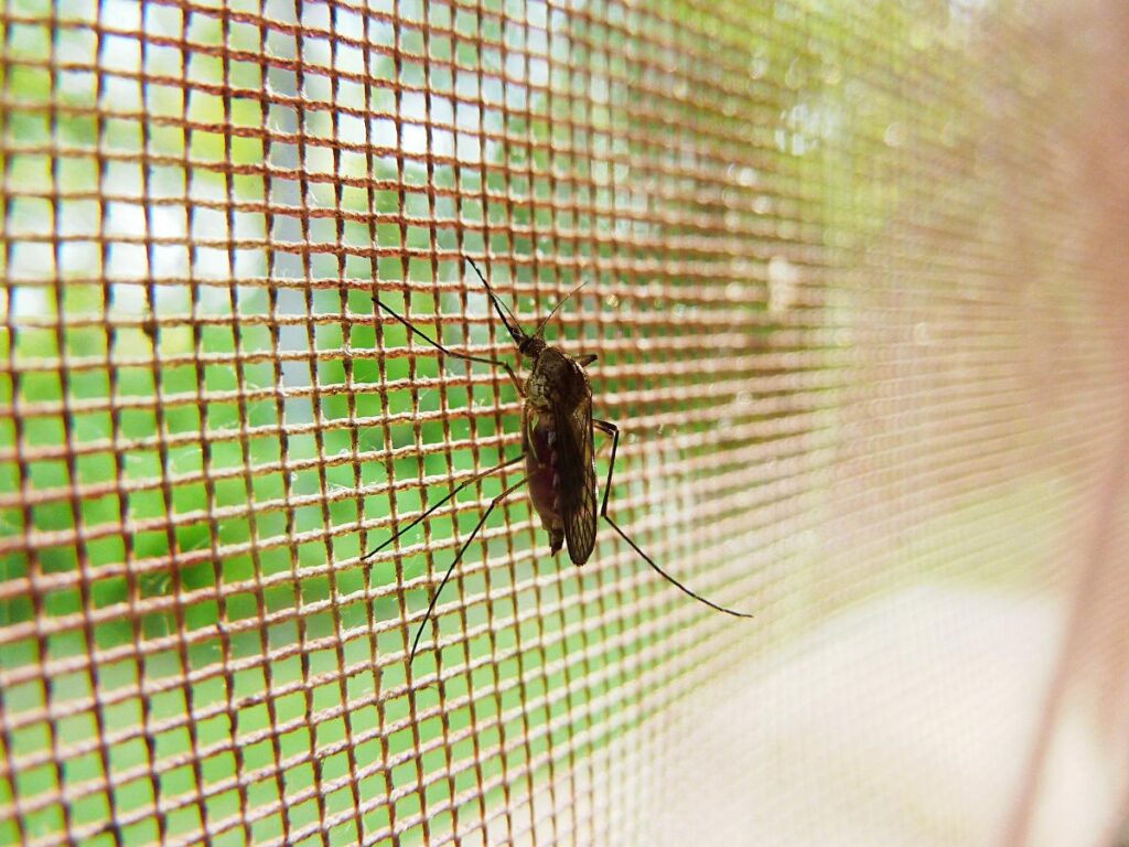 Unos mosquitos en una mosquitera