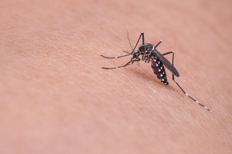 Bebés y mosquitos: cómo proteger a los más pequeños